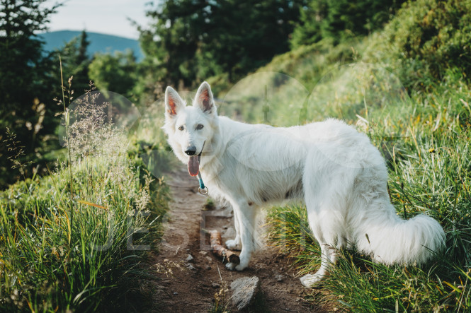 Pes na procházce v horách