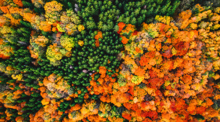 Podzimní barvy v jesenických lesích 