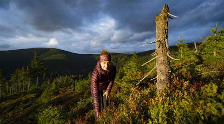 Sběr borůvek kolem Králického Sněžníku 